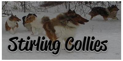 Stirling Collies