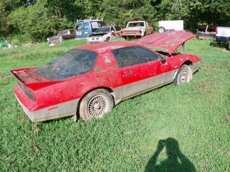 Firebird after sitting